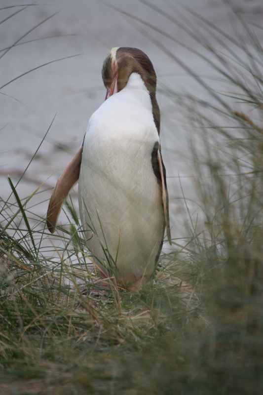 Nieuw-Zeeland 2011 - 2037